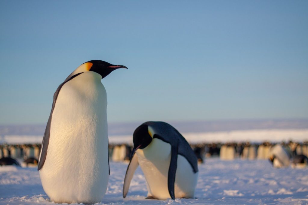«Пойдем. Считать. Пингвинов!»