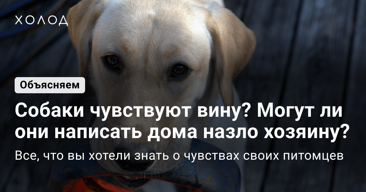 Почему собака гадит 🐕 дома и как отучить взрослую собаку или щенка