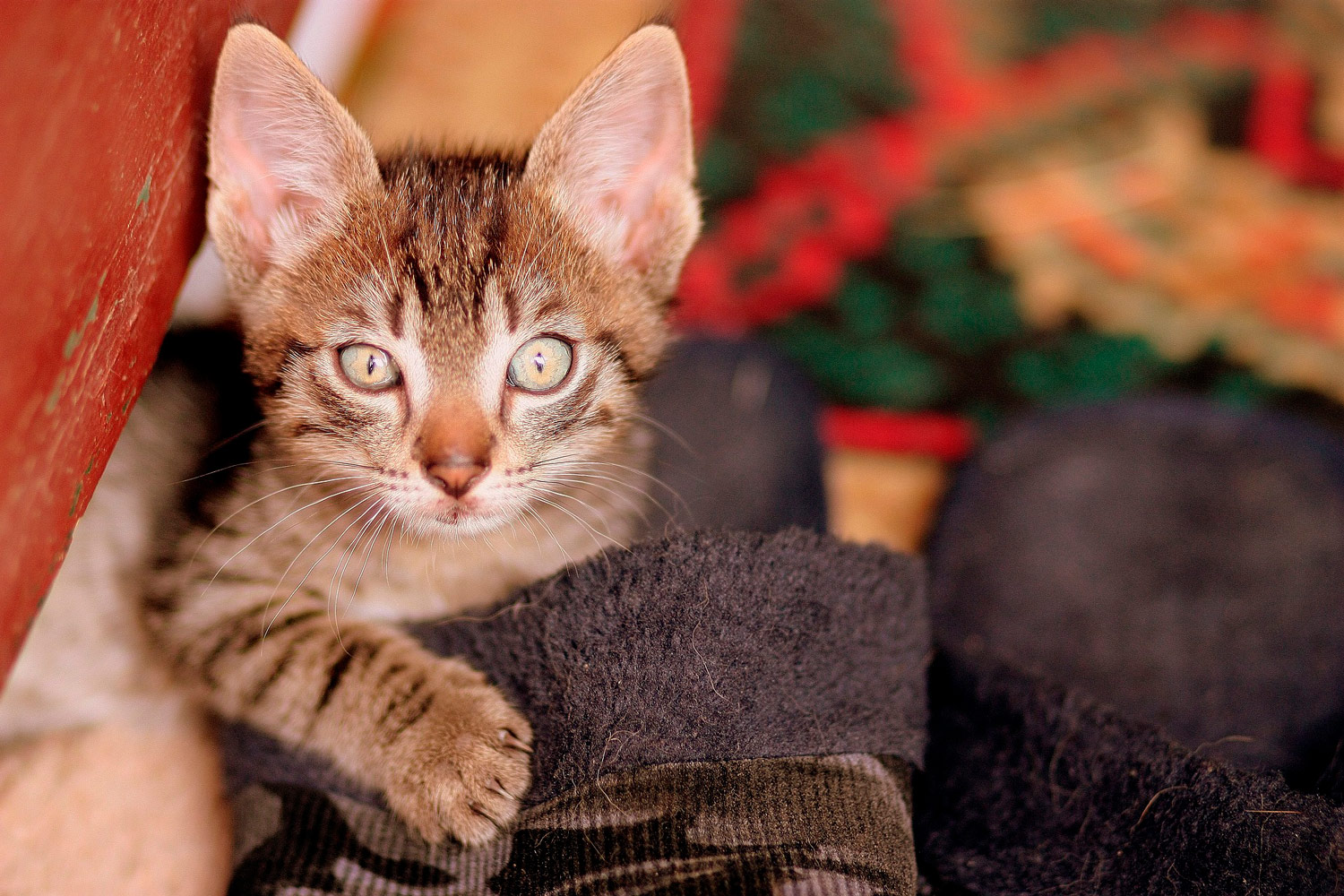 Факты о кошках: почему кошки кусаются и писают в тапки – «Холод»