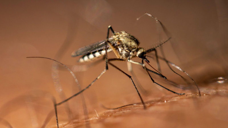 Как стать невкусным для комаров?