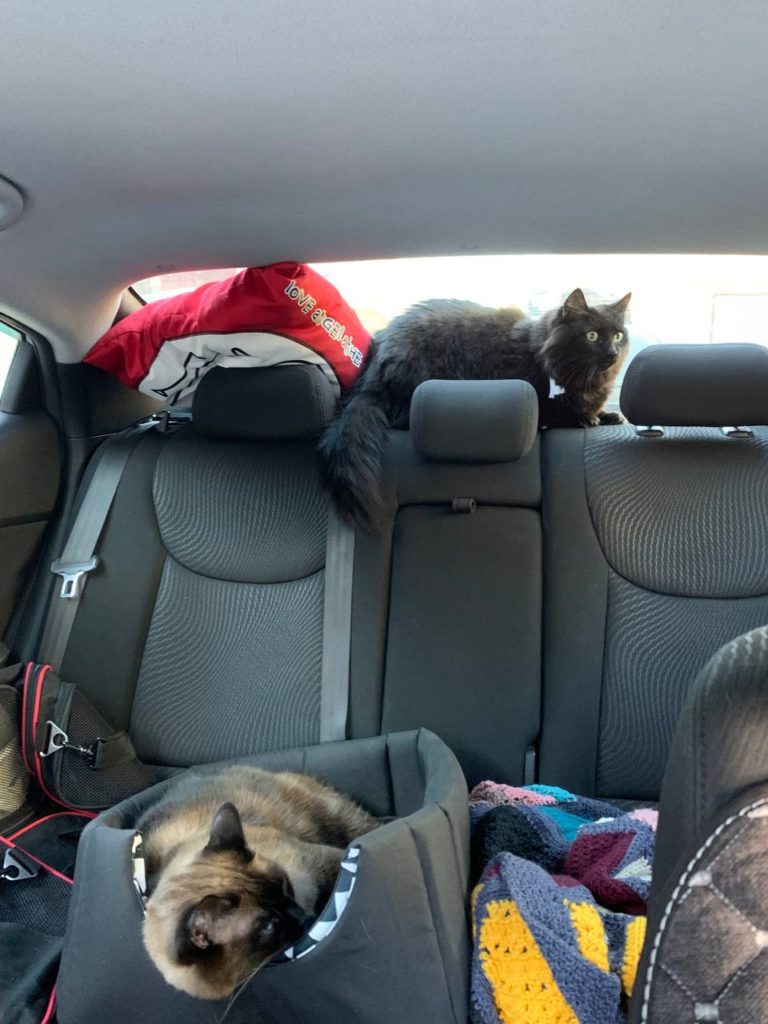 Коты Константина в машине