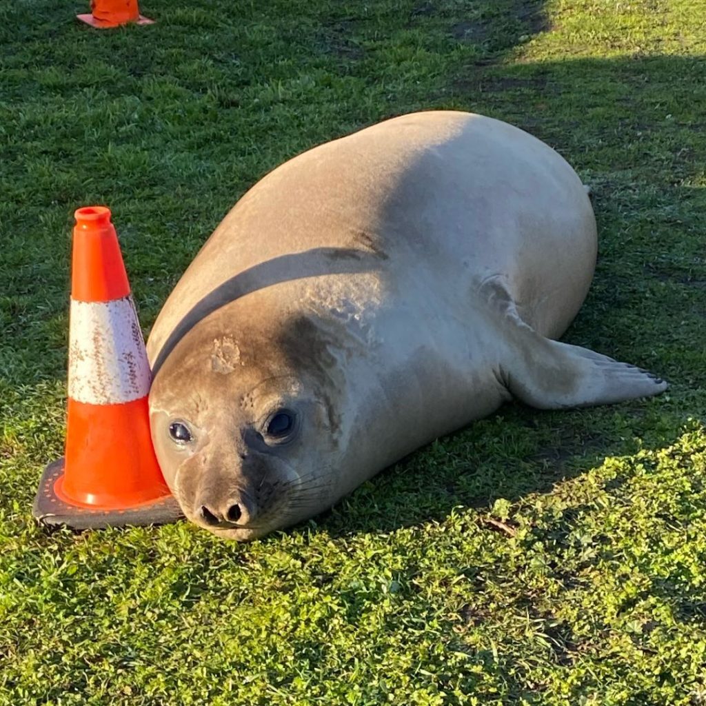 Тюлень из Австралии у дорожного конуса
