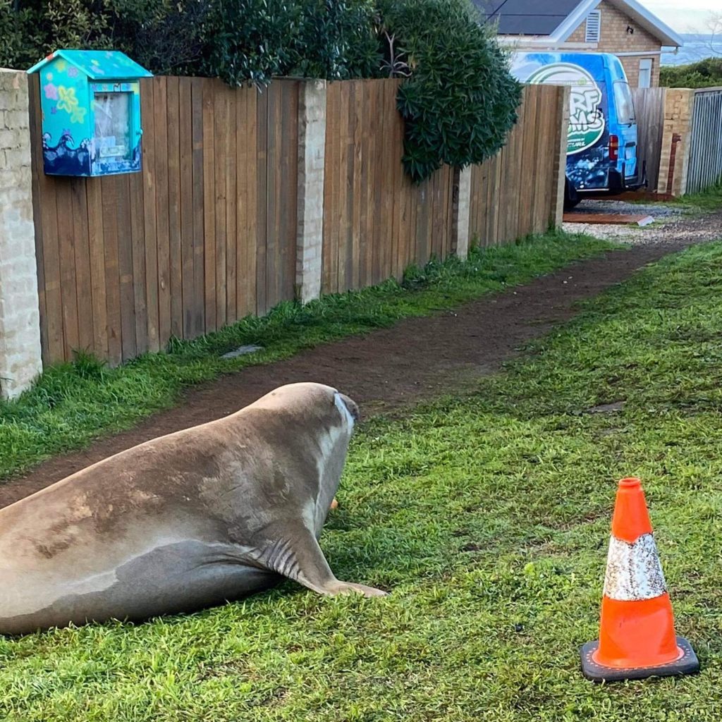 Тюлень из Австралии во дворе