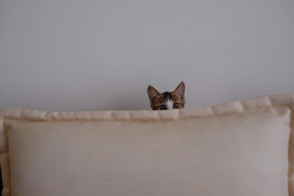 Кот прячется за креслом