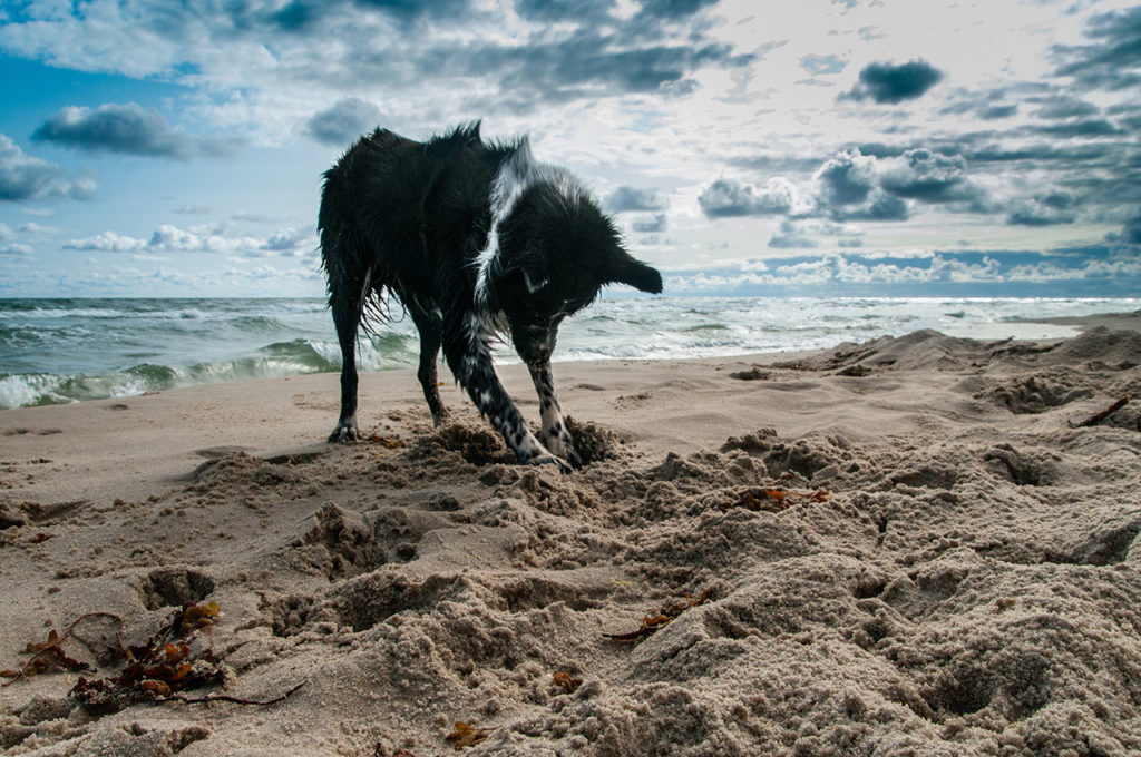 Собака выкапывает яму на песочном пляже