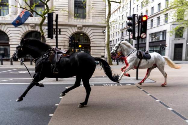 Взбунтовавшихся королевских лошадей несколько часов ловили в центре Лондона