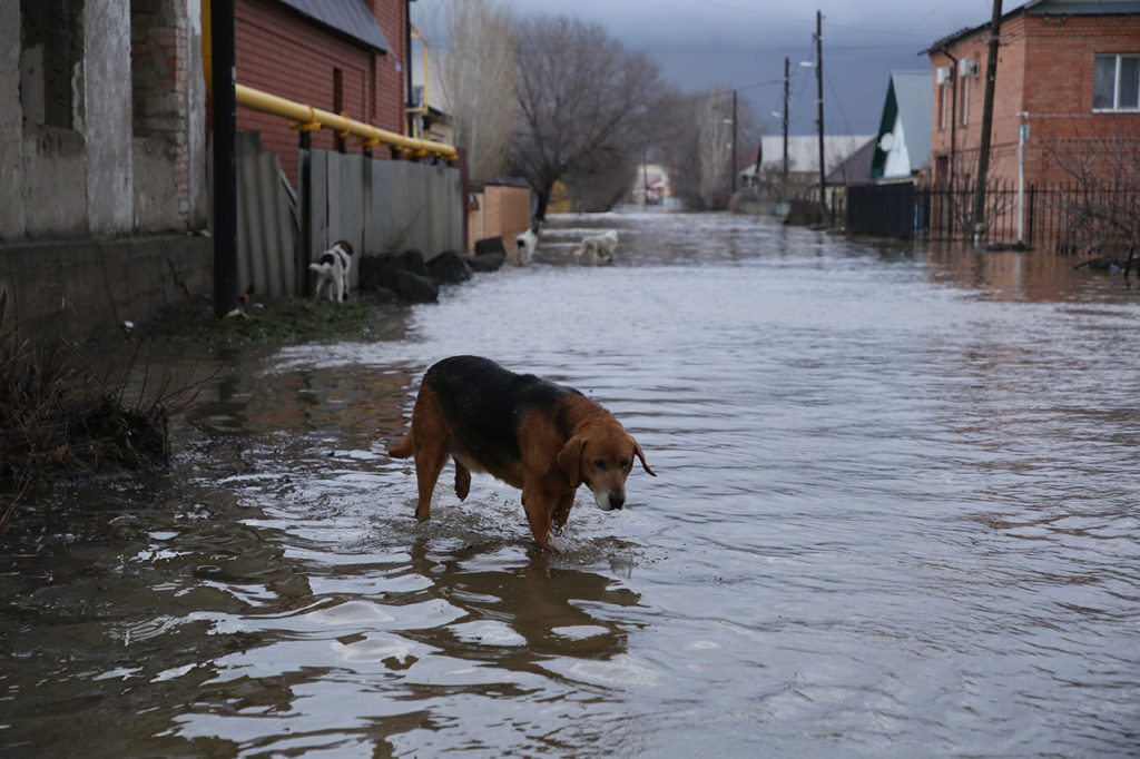 Собаки в поисках клочка суши посреди заполненного водой города