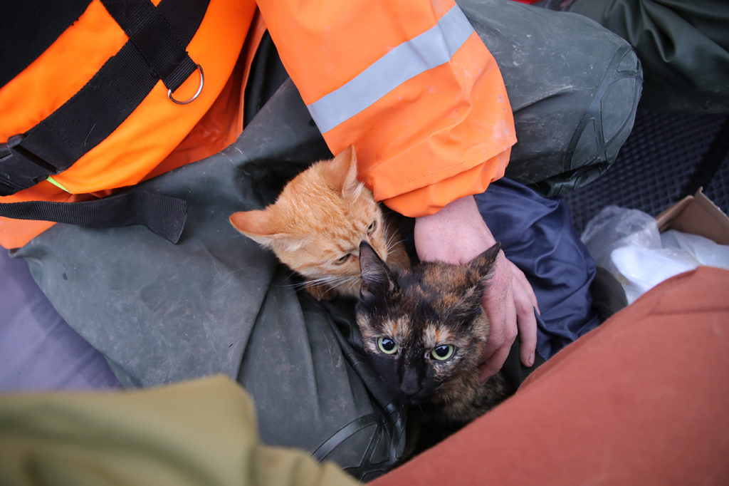 Кошки Мята и Мурка, спасенные из затопленного под самую крышу дома Павла Марченкова