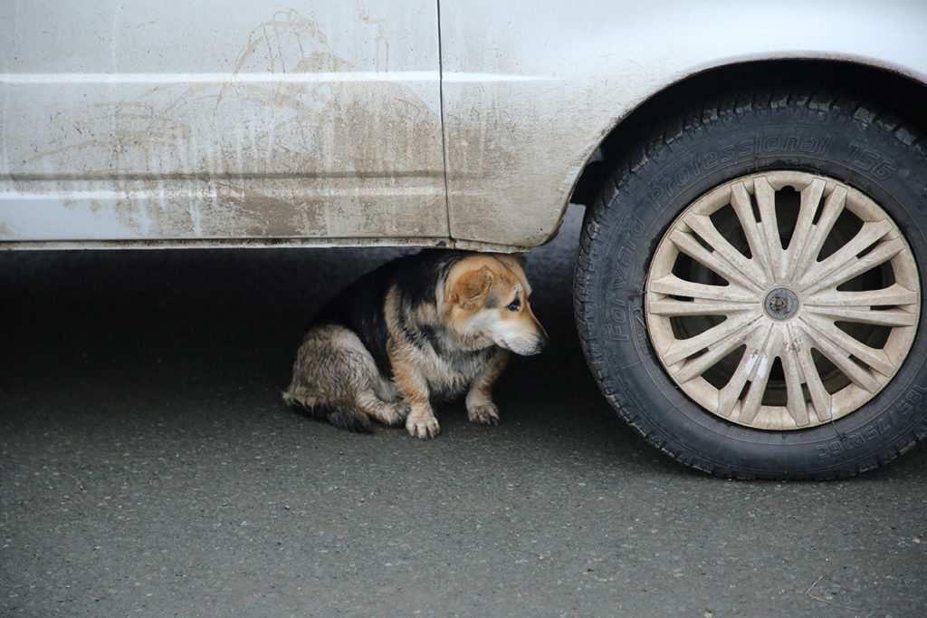 8 апреля, испуганный и предположительно домашний пес прячется под машиной неподалеку от пункта МЧС в старом городе