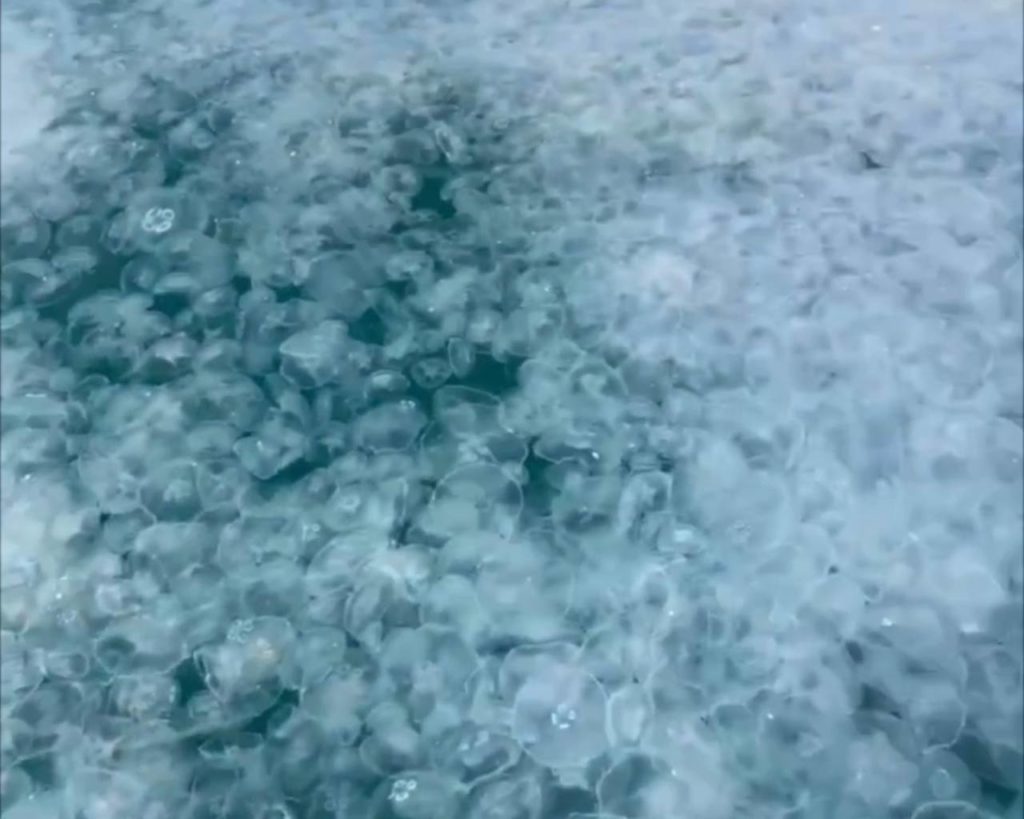 Тысячи медуз приплыли в Анапу