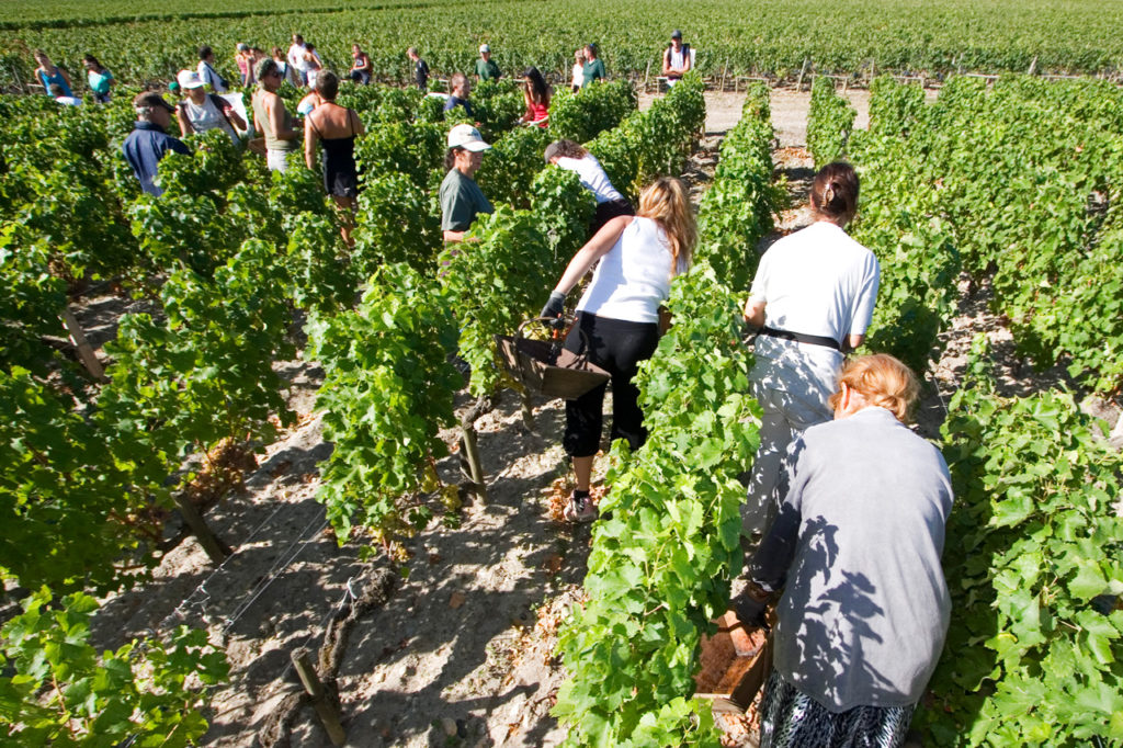 Сборщики работают на винограднике во французском регионе Бордо на юго-западе Франции