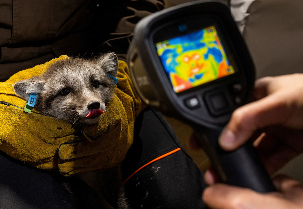 Детеныша белого песца фотографируют термографической камерой во время медосмотра