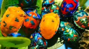 Массовая гибель насекомых ведет к катастрофе